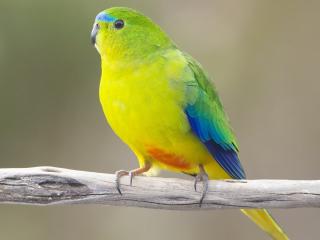 обои Желто - зеленый с голубым попугай на сухой веткe фото