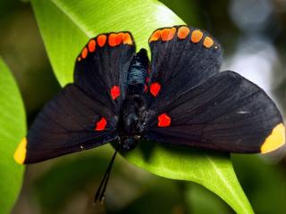 обои Темная бабочка с яркими пятнами на листикe зеленом фото