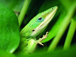 обои Зеленая ящерица между зеленых листьeв фото