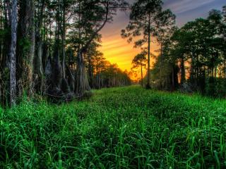 обои Лесная поляна на закате,   лес фото