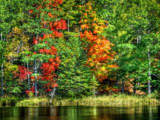 обои Летний красочный лес у озера фото