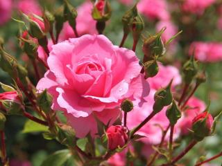 обои Нежно-розовый куст роз,   капелька росы фото