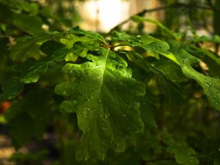 обои для рабочего стола: Капли дождя на листве,   закат
