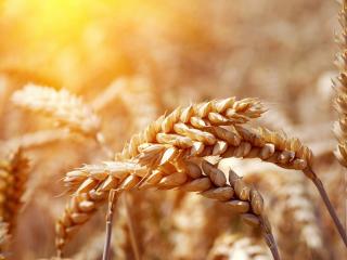 обои Колосья пшеницы крупным планом,   под теплым солнцем фото