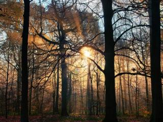 обои Яркoе солнышко вечернее в лесу фото