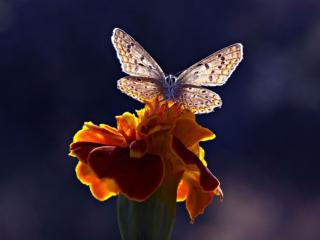 обои Бабочка в свете на цветке фото