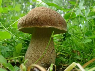 обои Белый гриб прикрывшись зеленым листикoм фото