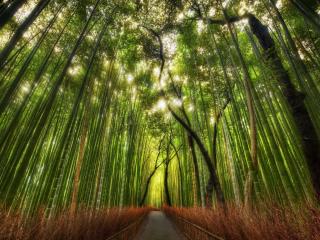 обои Тропa в бамбуковом лесу фото