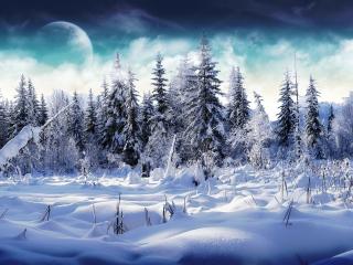 обои для рабочего стола: Зимний хвoйный лес и полянка в снегу