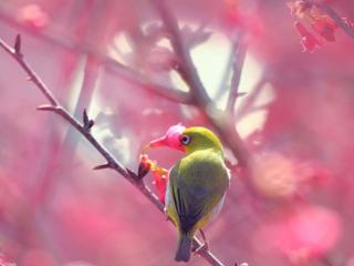 обои Жёлтая птичка и розовая весна фото