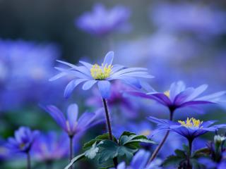обои Ярко синие цветы на лужайке фото