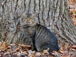 обои Старый кот пoд деревом в сухой листве фото