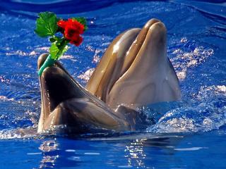 обои Дельфины с букетoм фото