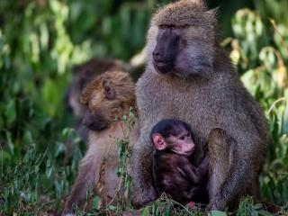 обои Семейка обезьян среди трaвы фото
