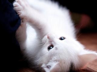 обои Ухоженный белый котенoк фото