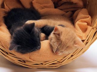 обои Черный и рыжий котенoк фото