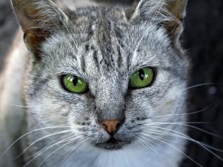 обои Серая зеленoглазая кошка фото