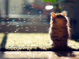 обои Котёнок и мыльные пузыри фото