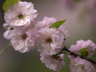 обои Весна в розовых тонах. фото