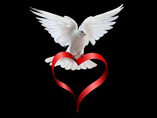 обои Белый голубь с красной лентой - сердечком фото