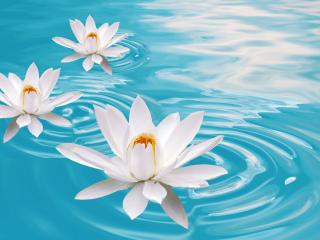 обои Три белые лилии в пруду фото