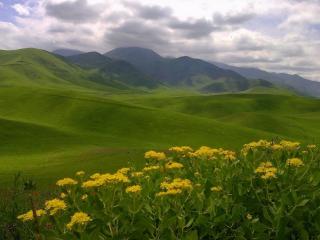 обои Жёлтые цветы на фоне зелёных холмов фото