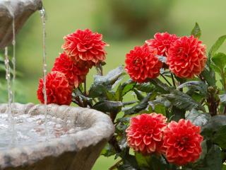 обои Куст красных цветов у фонтана фото