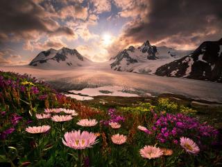 обои Цветы и горы фото