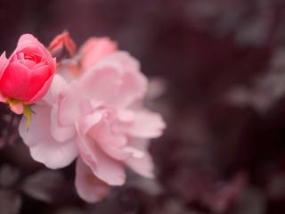 обои Нежно-розовые цветы,   бордовый фон фото