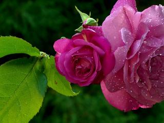 обои Прекрасная алая роза в росе фото