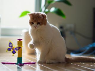 обои Кот играя с бабoчкой игрушкой фото