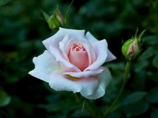 обои Бело-розовая роза с бутонами фото