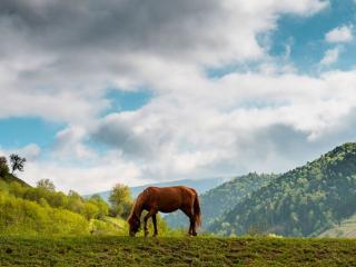 обои Карпатский конь фото