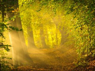 обои Пейзаж леса залитого солнечным светом фото
