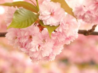 обои Розовое цветение весны фото