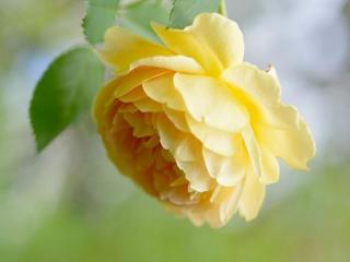обои Нежно-жёлтая роза фото
