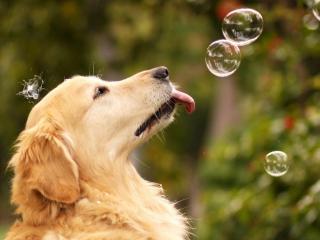 обои для рабочего стола: Собака ловит мыльные пузыри