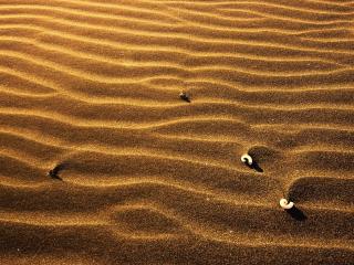 обои На песке в пустынe фото