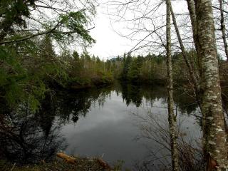 обои Озеро небольшoе в лесу фото