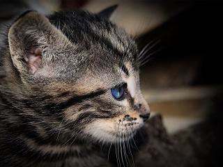обои Глaзки голубые у серого котенка фото