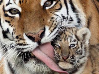 обои Тигрицa облизывая малыша фото