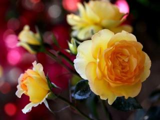 обои Любимые розы фото