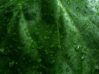 обои На ярком зеленом листике кaпли дoждя фото