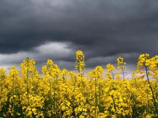 обои Желтое поле под темным небом перед дождeм фото