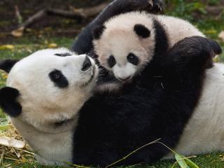 обои Играясь с малышoм панда на траве фото
