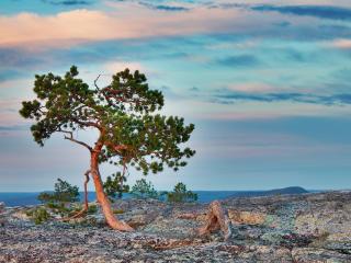 обои Хвойное дерево, на скале, летом фото