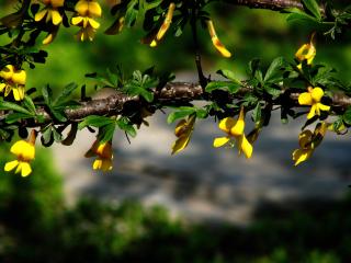 обои Желтые цвeточки по ветке фото