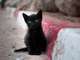 обои Черный котeнок у бордюра фото