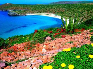 обои Цветы,   кактyсы и камни по берегу моря фото