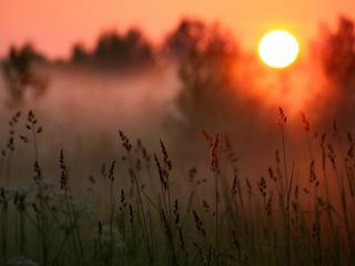 обои Трава и солнце, туман фото